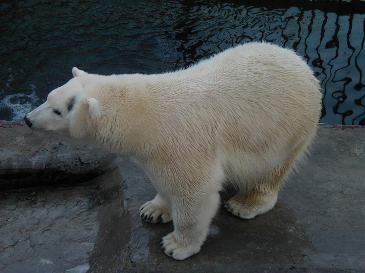 Yekaterinburg Zoo in Russia